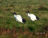 Ibis sacre_5275.jpg